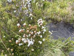 Epacris breviflora