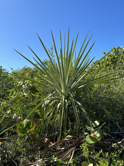 Agave fourcroydes