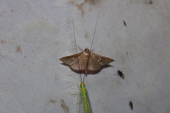 Banisia