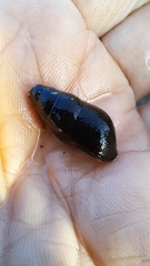 Semisulcospira libertina