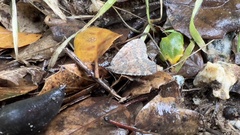 Hydriomena nubilofasciata