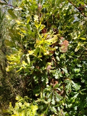Banksia quercifolia