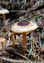 Lepiota castanea