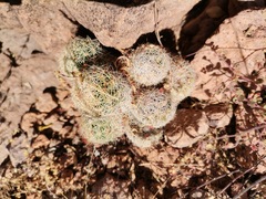 Escobaria chihuahuensis