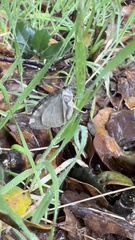 Hydriomena nubilofasciata