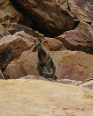 Petrogale lateralis