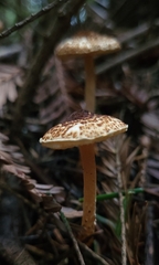 Lepiota castanea