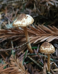 Lepiota castanea
