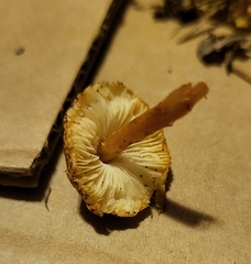 Lepiota castanea