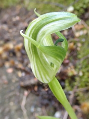 Pterostylis dubia