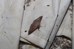 Eulepidotinae