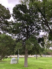 Pinus ponderosa