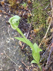 Pterostylis dubia