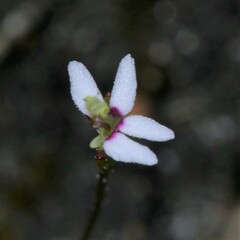 Stylidium pygmaeum