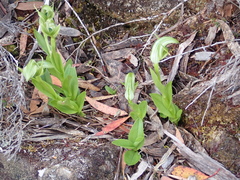 Pterostylis dubia