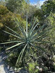 Agave fourcroydes