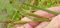 Carex angustata