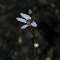 Stylidium pygmaeum
