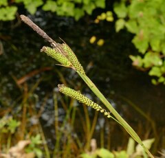 Carex angustata