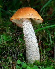 Leccinum insigne
