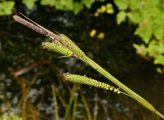 Carex angustata