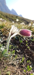 Pulsatilla montana