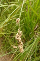 Carex cusickii