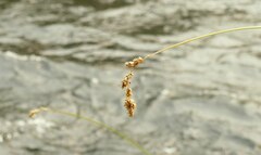 Carex cusickii