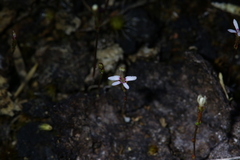 Stylidium pygmaeum