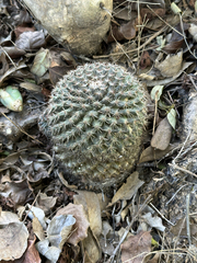 Mammillaria gaumeri