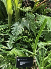Barbacenia brasiliensis