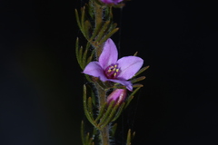 Boronia stricta