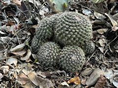 Mammillaria gaumeri