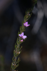 Boronia stricta