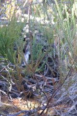 Boronia stricta