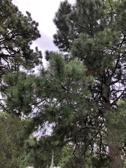 Pinus ponderosa