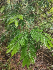 Meliaceae