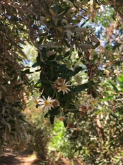 Olearia phlogopappa insularis