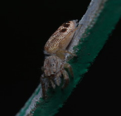 Rudakius