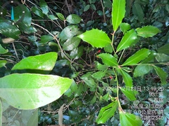 Ardisia cornudentata