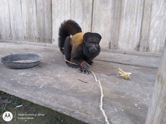 Chiropotes sagulatus