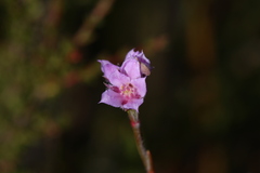 Boronia juncea