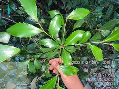 Ardisia cornudentata