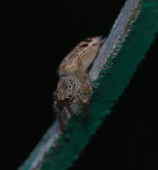 Rudakius