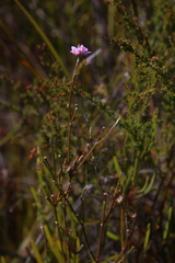 Boronia juncea