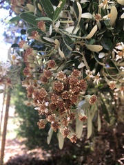 Olearia phlogopappa insularis