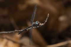 Austroaeschna anacantha