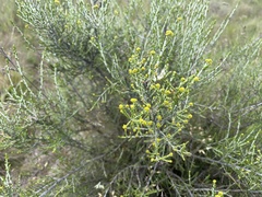 Ozothamnus cupressoides