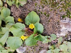 Erythranthe glabrata