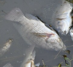 Oreochromis niloticus
